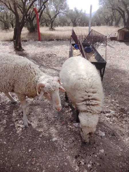 AŞKIN HOCA"NIN ÇİFTLİ"Ğİ foto 1