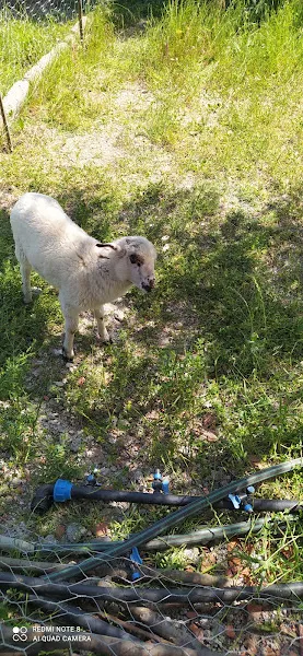 AŞKIN HOCA"NIN ÇİFTLİ"Ğİ foto 2