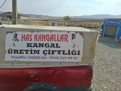 Has kangallar köpek çiftliği