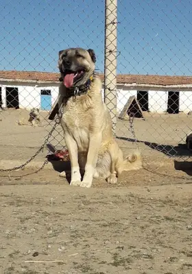 Kangal çiftliği