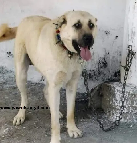 Kangal çiftliği foto 2