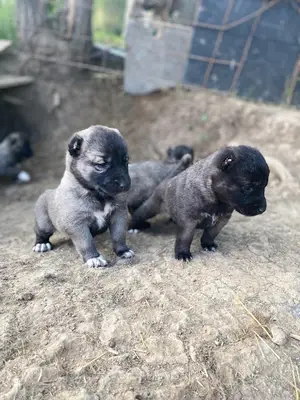 AB KANGAL SAFKAN KANGAL KÖPEK ÇİFTLİĞİ