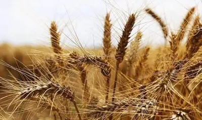 Merkez Sığırcılık Tesisi fotoğrafı