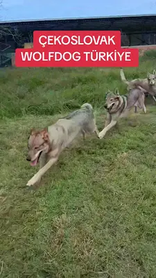 Gürcan Doğaner Köpek Eğitimi