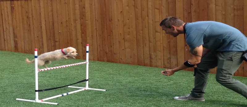 Fırat Köpek Eğitim foto 1