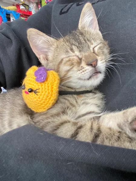 kedi köpek hayvan ultrasonu foto 2