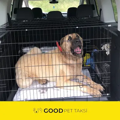 İstanbul Good Pet Taksi / Transfer fotoğrafı