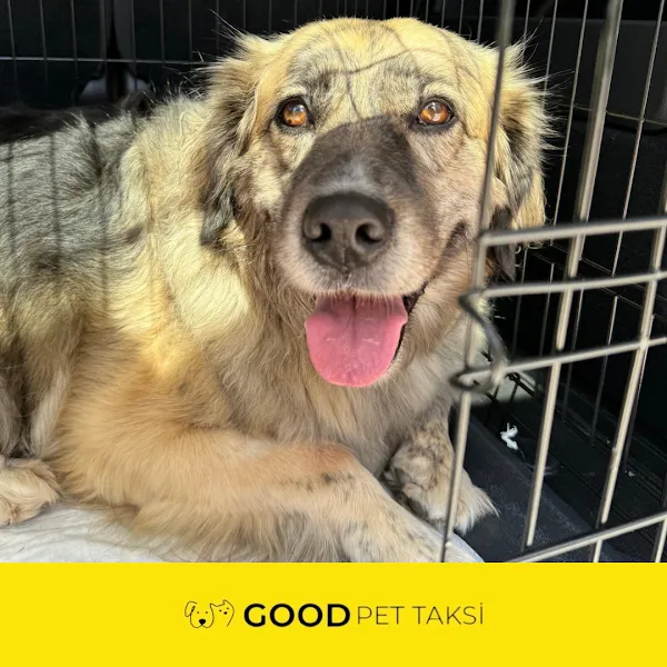 İstanbul Good Pet Taksi / Transfer foto 2