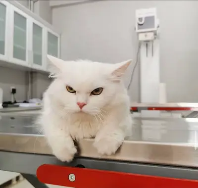 Pati Paty Veteriner Kliniği