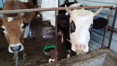 Kayalar besi çiftliği