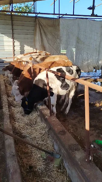 Kayalar besi çiftliği foto 2