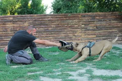 Sakarya köpek eğitim merkezi