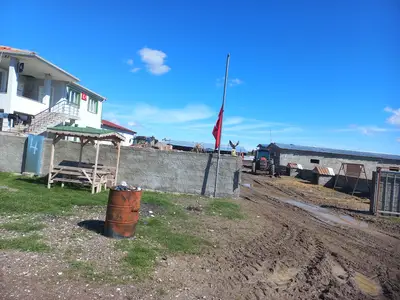 Dağlı Hayvancılık