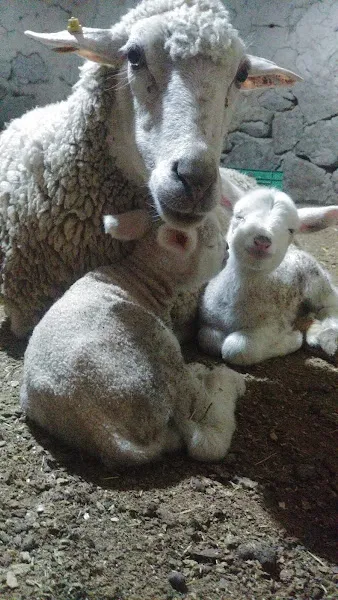 Orsis Adaklık Kurbanlık - Afyon Adaklık foto 1