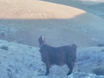 GGökgöz T&H