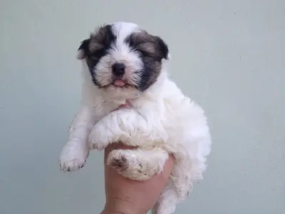 PMK DOG HOUSE | İNEGÖL KÖPEK ÇİFTLİĞİ