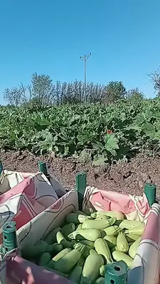 Erdal TAŞ Büyük küçük baş hayvan çiftliği