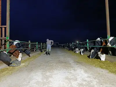 Erdoğan hayvancılık fotoğrafı