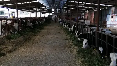Uşak Canlı Hayvan Pazarı Borsası