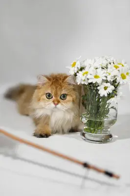 KEDİ PANSİYONU KEDİ BAKICISI