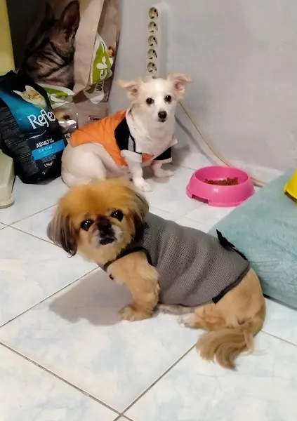 Pembe Pati Veteriner Kliniği foto 2