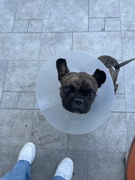 Aşk Veteriner Kliniği foto 2