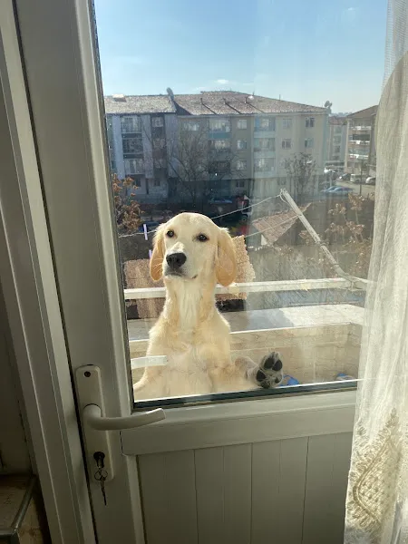 Happyvet Veteriner Kliniği foto 2