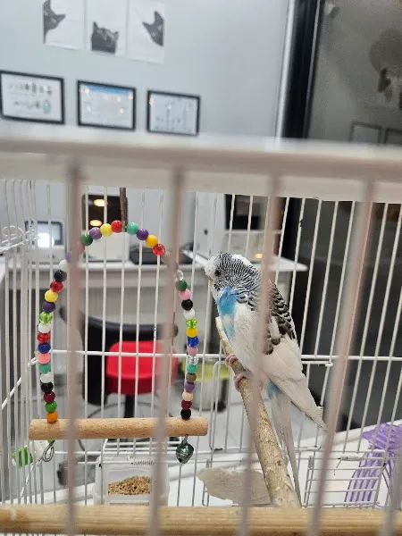 Alpa Veteriner Kliniği foto 2