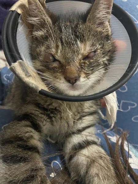 Dr. Pati Üsküdar Veteriner Kliniği foto 1