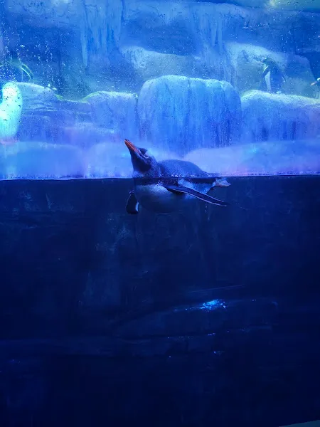 Emaar Square Aquarium World - Akvaryum foto 2