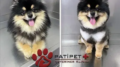 Pati Pet Veteriner Kliniği - Balıkesir