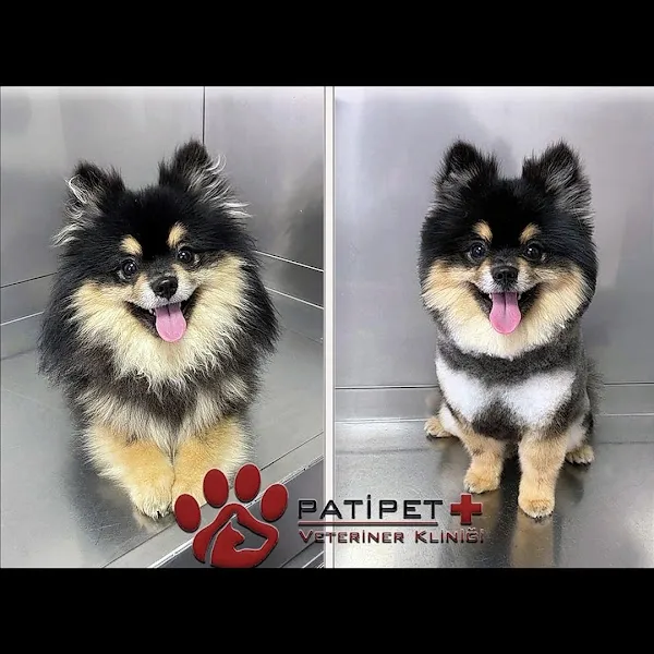 Pati Pet Veteriner Kliniği - Balıkesir foto 2