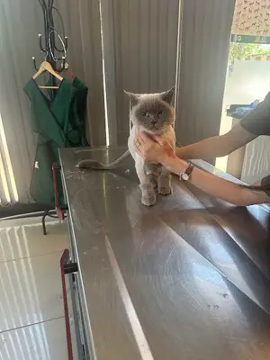 Paxpati Veteriner Kliniği
