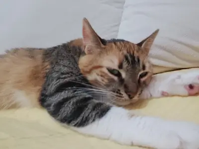 Roza Veteriner Kliniği