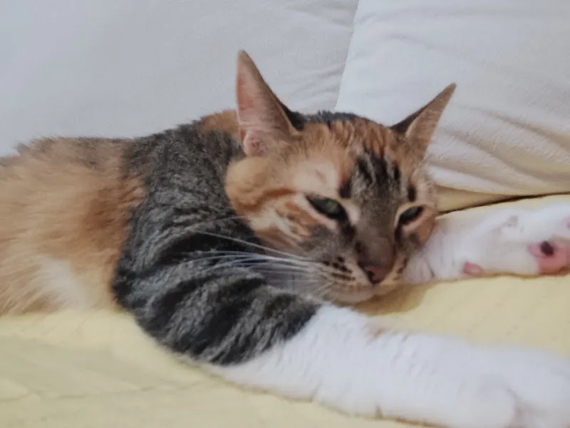 Roza Veteriner Kliniği foto 1