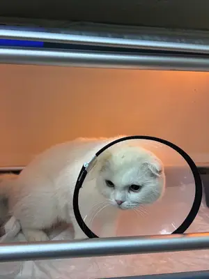 DR. PAW VETERİNER KLİNİĞİ