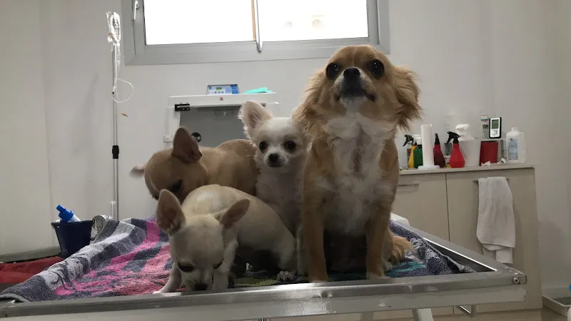 Sherlock Veteriner Kliniği foto 2
