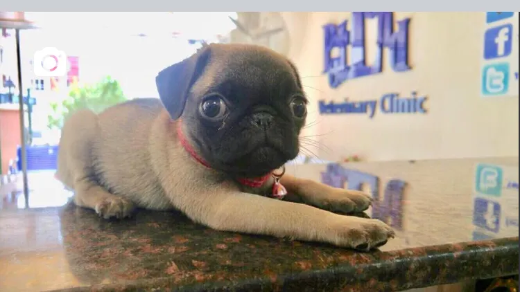PETLAND VETERİNER KLİNİĞİ foto 1