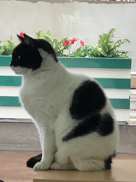 ÖZÖNER VETERİNER KLİNİĞİ BAYRAKLI İZMİR foto 2
