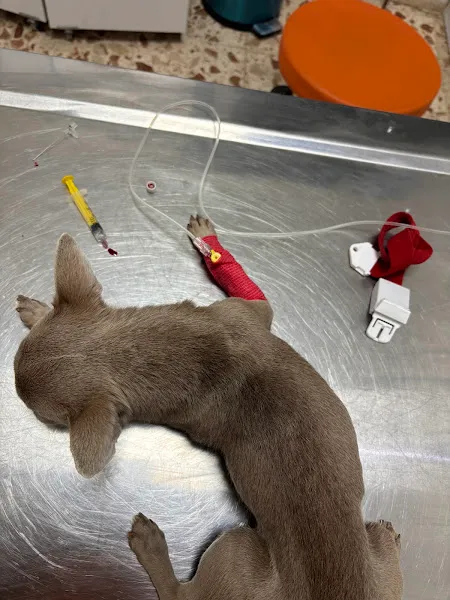 Mordoğan Veteriner kliniği foto 2