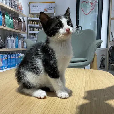 Özel Duru Veteriner Kliniği