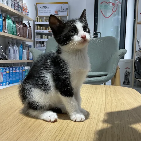 Özel Duru Veteriner Kliniği foto 1