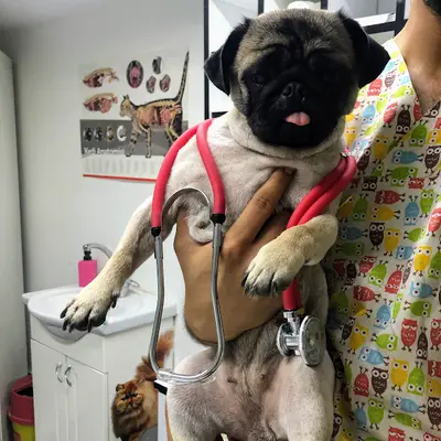 Puppy Veteriner Kliniği