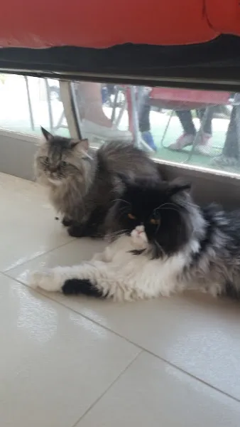 mavi pati veteriner kliniği foto 2