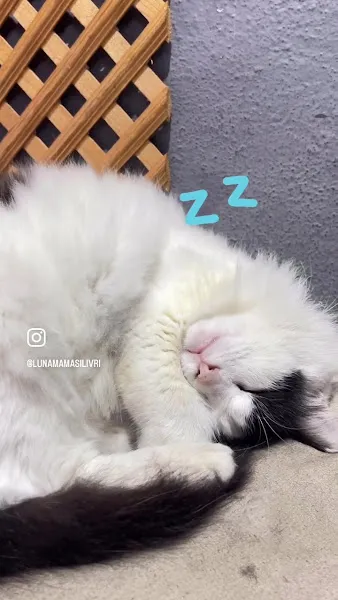 LUNA MAMA EVİ - PETSHOP foto 2