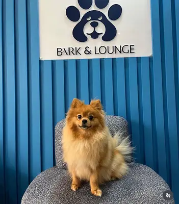 Bahçelievler Bark&Lounge Pet Kuaför & Pet Kreş & Pet Cafe