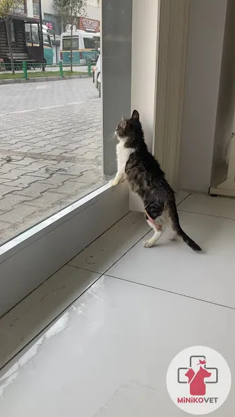 Minikovet veteriner kliniği foto 2