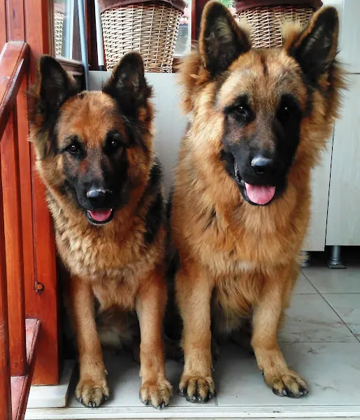 Özler Veteriner Kliniği foto 2