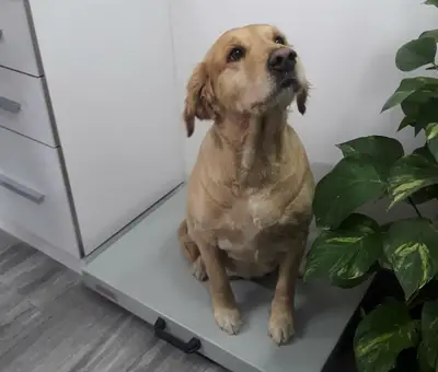 PET LİFE İZMİR VETERİNER KLİNİĞİ