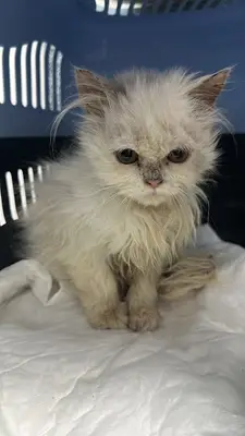 Boğaziçi Veteriner Kliniği